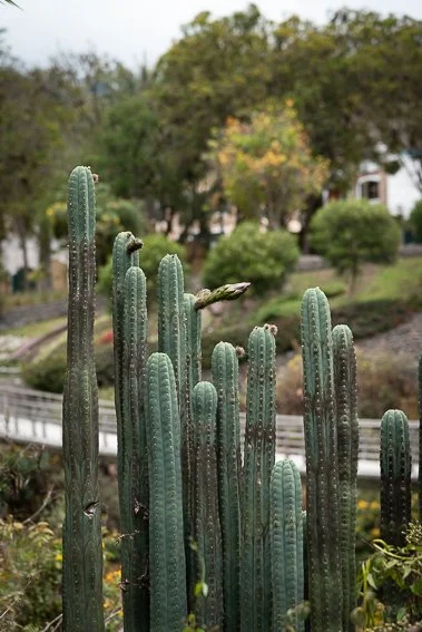 San Pedro Cactus (Trichocereus macrogonus var. pachanoi